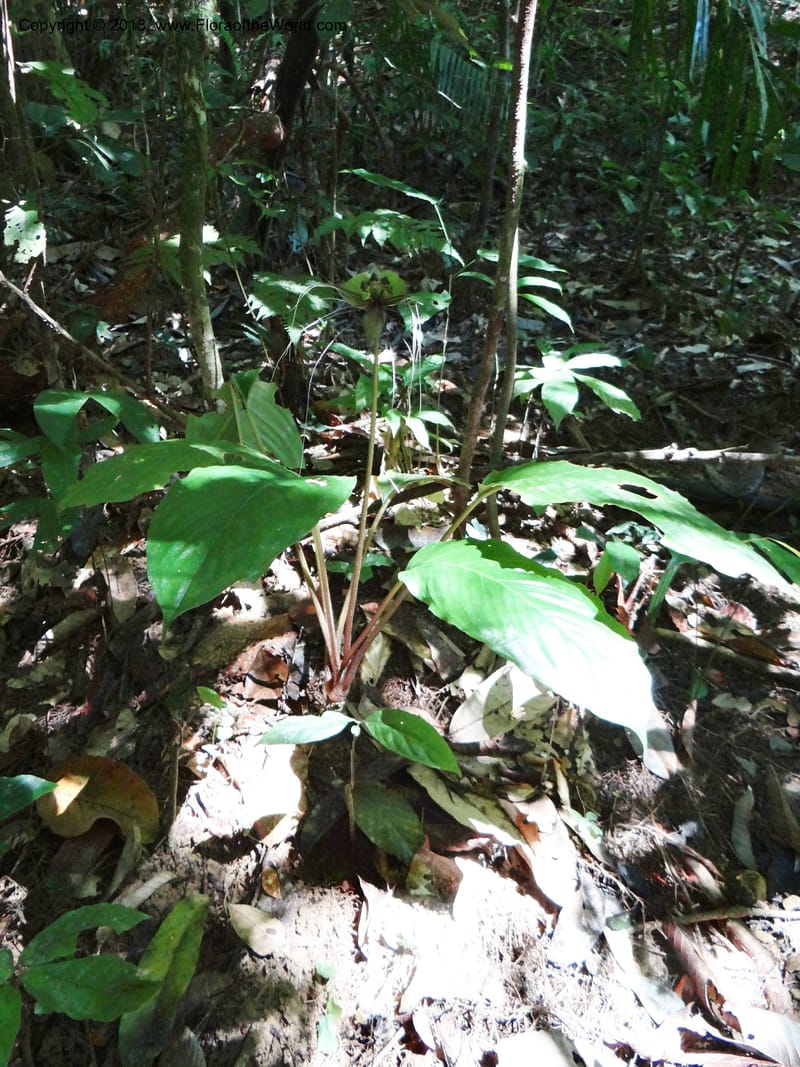 Tacca, VC 5596--Thailand. Ranong Prov. Klong Naka Wildlife Sanctuary. 14 Nov 2012. DSC09055 (143).JPG