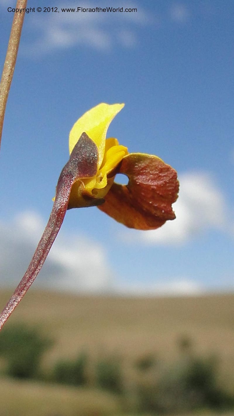 Utricularia prehensilis, N. Manjato 175--Madagascar. E of Ambositra toward Antoetra. 2 May 2010 196 (3).jpg