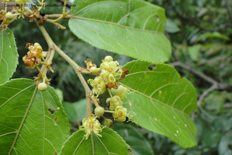 Guazuma ulmifolia, W. D. Stevens 31172--Paraguay. Edo. Concepcion. Garay Cue. 19 Mar 2011. 345 (15).jpg