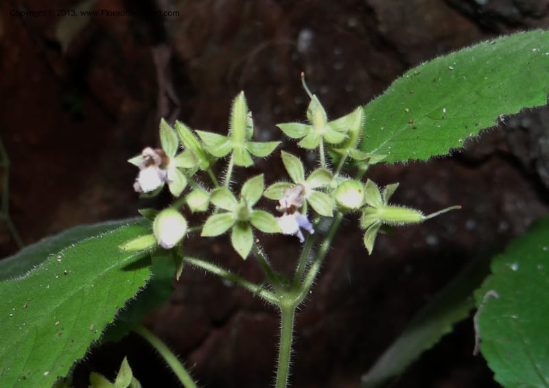 Ornithoboea, VC 5611--Thailand. Surat Thani Prov. Khlong Phanom Nat. Park. 15 Nov 2012. DSC09389 (68).JPG