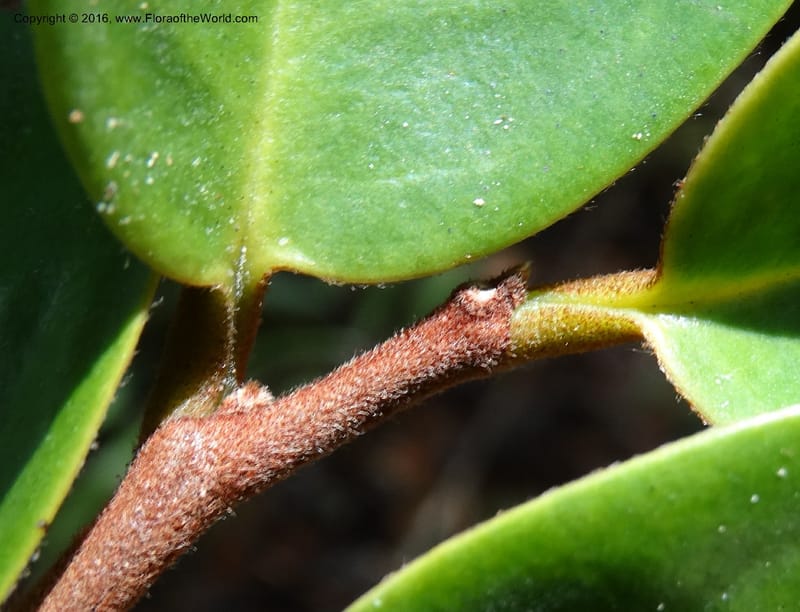 Xylopia, Davidson, C 12902--Sabah. Sugut F. R. 25 Mar 2015. DSC00320 (117).JPG