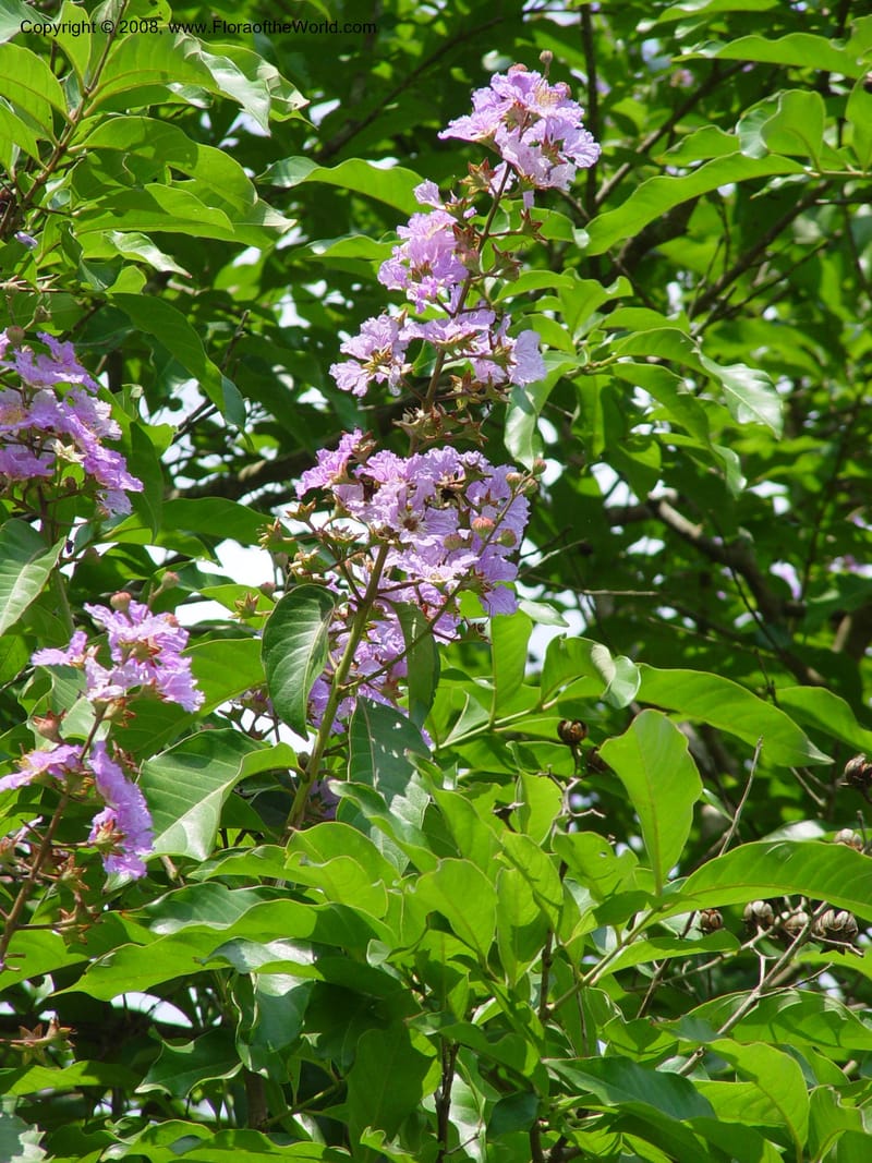 Lagerstroemia speciosa--Ghana. Aburi Botanic Garden. 10 Dec 03. 095.jpg