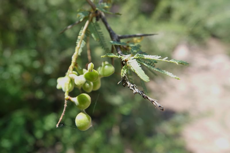 Prosopis torquata, Fortunato 13176--Argentina. Las Bretes. Stop 2. 8 Feb 2018. DSC09642 (23).JPG