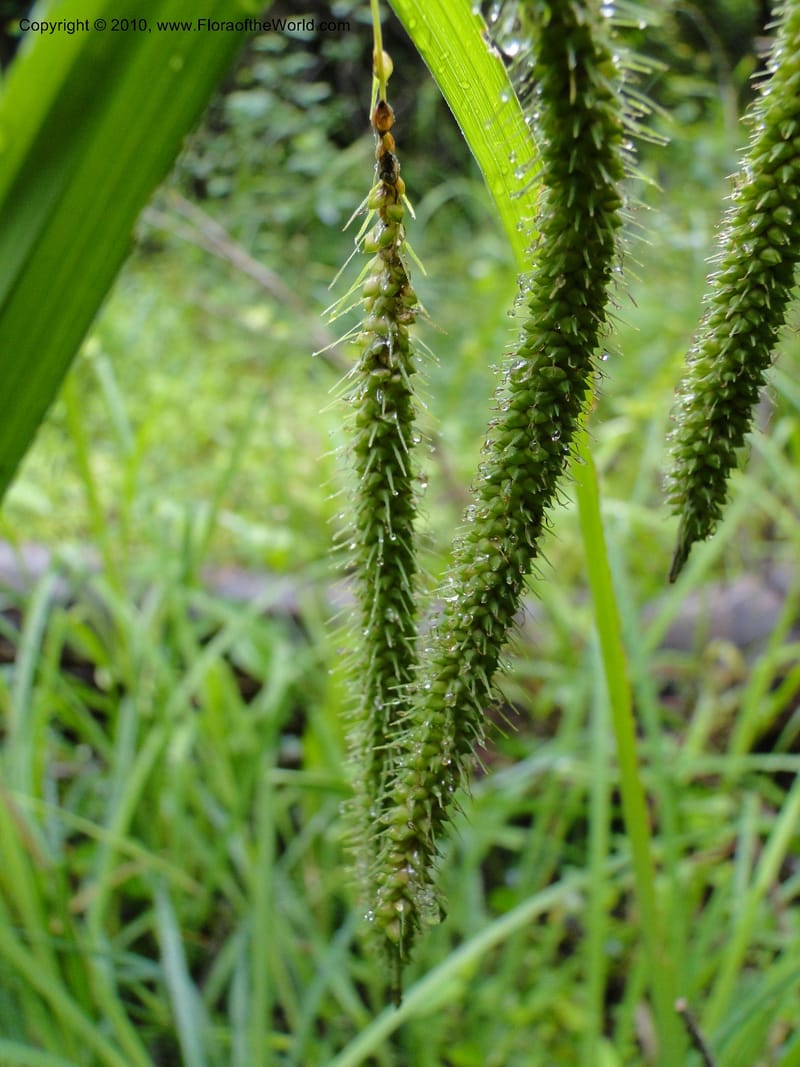 Carex crinata, Mori S 27442, USA, North Carolina, Wake Co., Boyce Bridge Rd., 25 May 2010 (11).JPG