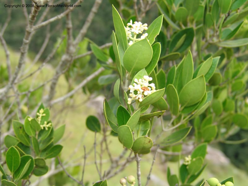 Olea capensis ssp enerve--So.Africa. E. Cape. Umtamvuna Nat. Res. 11 Mch 05. 268.jpg
