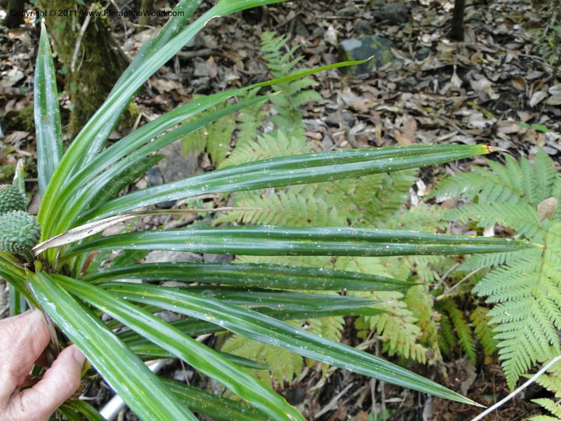 Freycinetia, M. Callmander 774--New Caledonia. Upper Tene River Valley. 19 Jan 2010. 851 (1).JPG