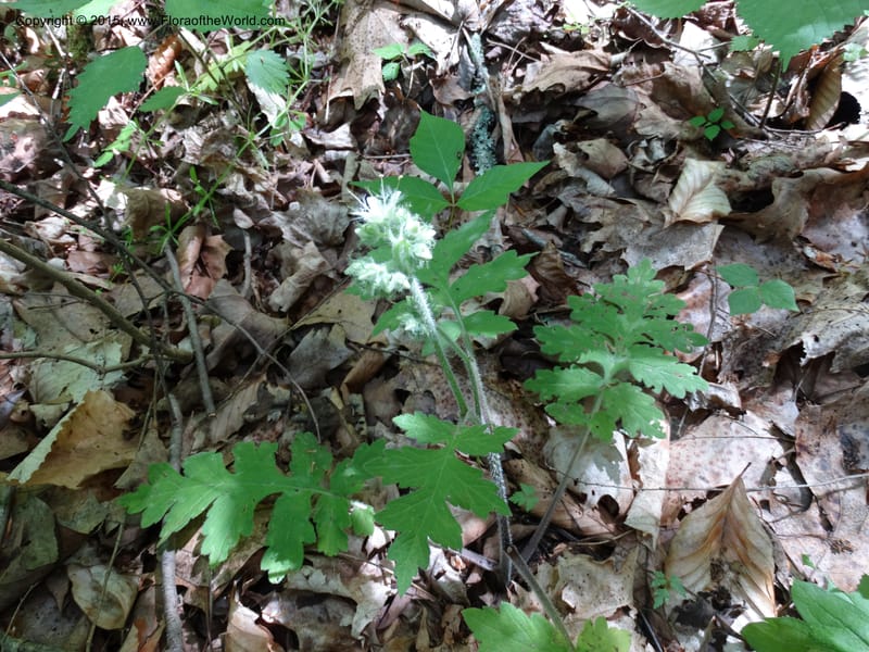 Hydrophyllum macrophyllum, Davidson, C 13025--North Carolina. Haywood Co. Pigeon R. 16 May 2015. DSC05923 (74).JPG