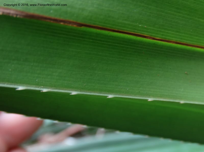 Pandanus occultus, Callmander, C 1183--Sabah. G. Silam. 1 Oct 2014. DSC00937 (227).JPG