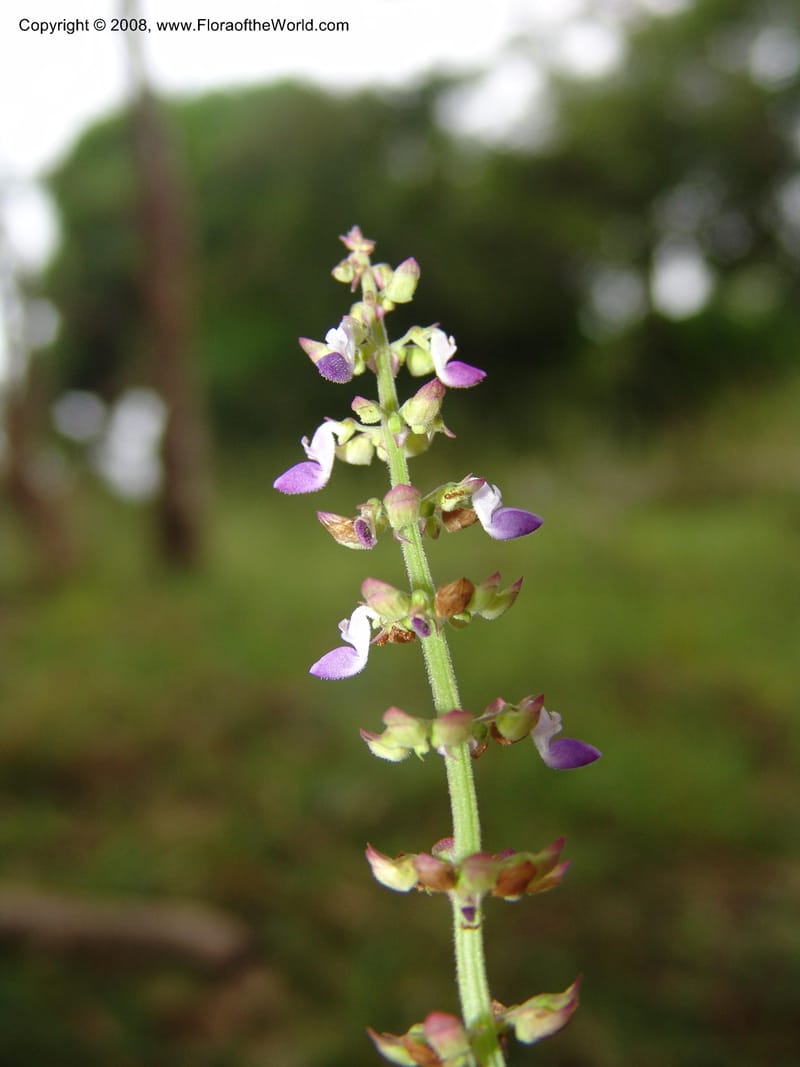 Plectranthus, MLeal1207--Gabon. Prv. Ogooue-Iv. Lope, Ogooue Riv. 21 Apr 06. 541.jpg