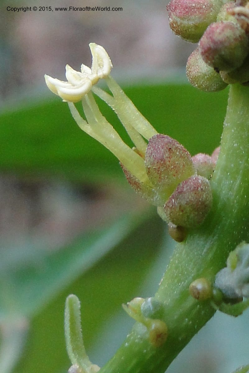 Cleidion, Regalado 1856--Viet Nam. Unknown mountain. 10 May 2011. 099 (10).jpg