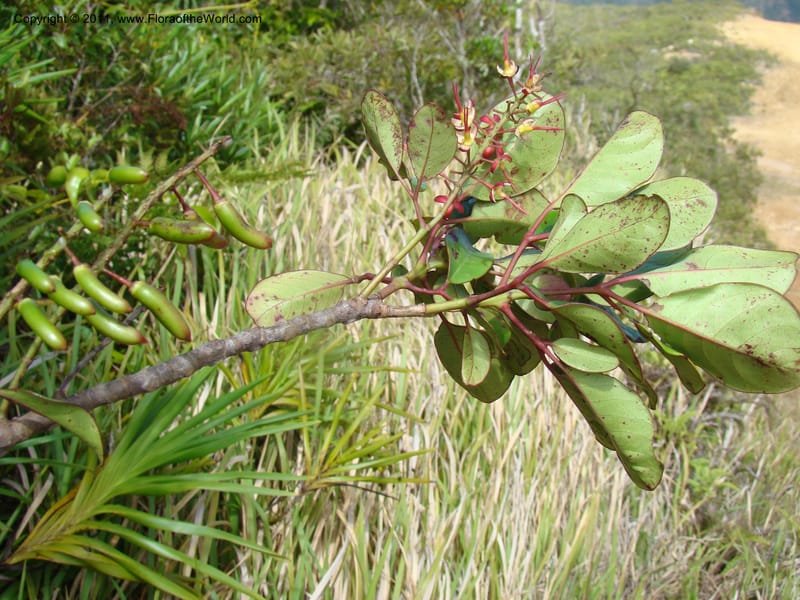 Geissois montana,  Munzinger, J 4773--New Caledonia, Prov N, Col d'Amoss,  14 Nov 2007, 051 (21).jpg