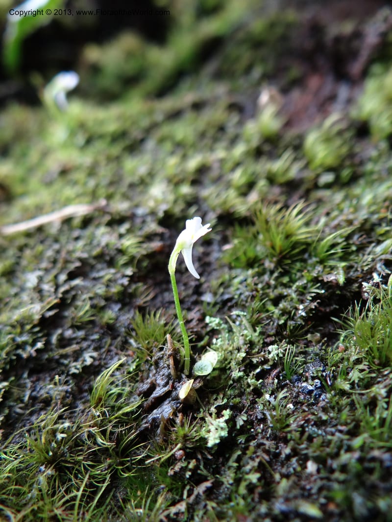 Utricularia, VC 5533--Thailand. Chiang Mai Prov. Doi Pha Hom Pok Nat. Park. 10 Nov 2012. DSC08349 (119).JPG