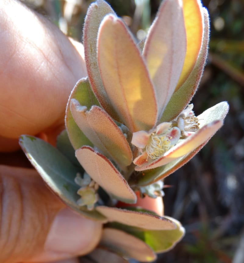 Gossia alaternoides, Callmander, M 1273--New Caledonia. PinPin. 20 Nov 2015. DSC03938 (365).JPG