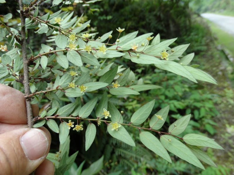 Leptopus chinensis, Boufford, D 43708--China. Sichuan. LongDongZhen on Rd. to LeiYuan Shan. 13 May 2014. DSC05860 (39).JPG