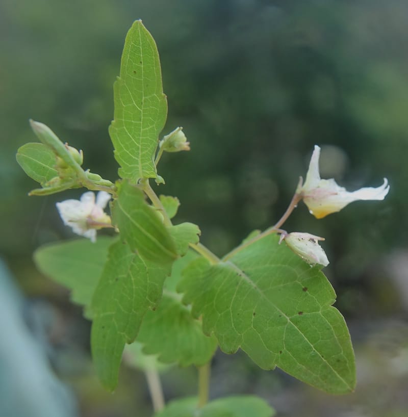 Impatiens apsotis, C. Davidson 13746--China. Yunnan. Tianbao Shan. 10 Aug 2017.  (204).JPG
