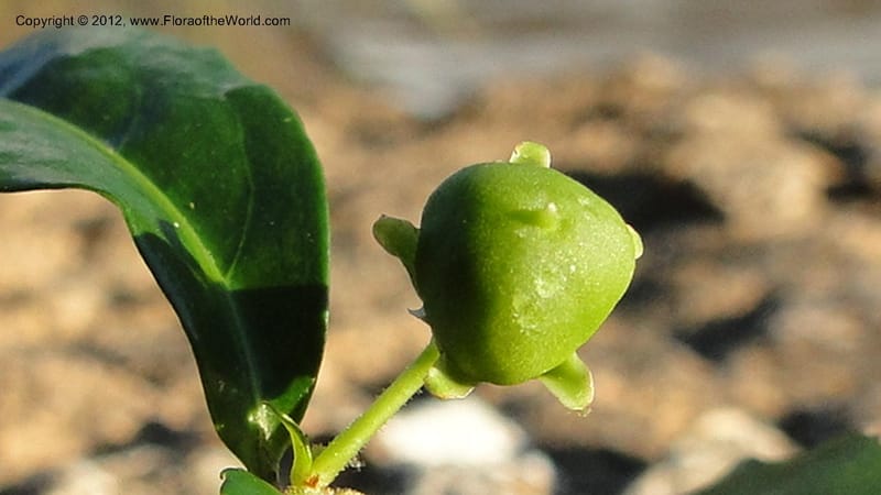Rinorea angustifolia, N. Manjato 151--Madagascar. Mania River. 1 May 2010 159 (13).jpg