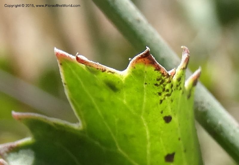 Asteriscium chilensis, Davidson, C 12819--Chile. Ruta J-55 east of Talca. 27 Nov 2014. DSC08479 (72).JPG