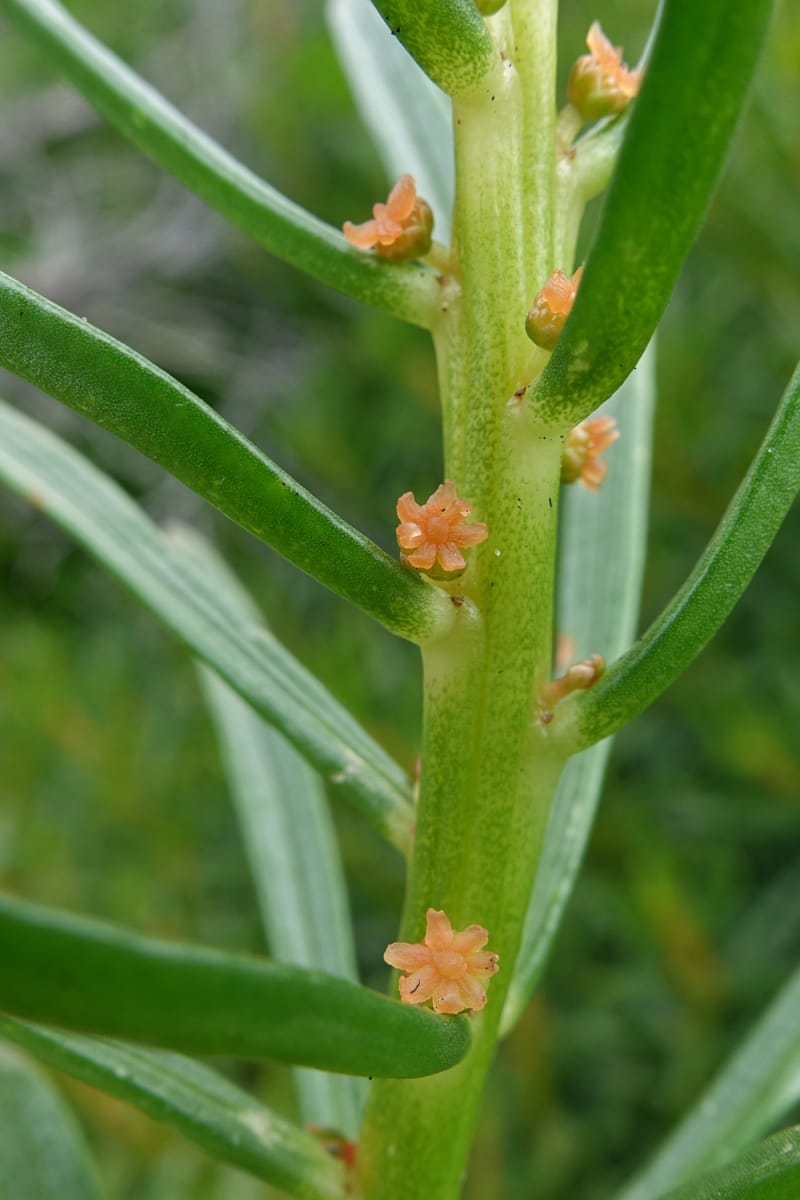 Gyrostemon sheathii, Davidson, C 13516--Australia. W.A. Torndirrup N.P. Frenchman Bay Rd. 30 Oct 2016. DSC06898 (40).JPG