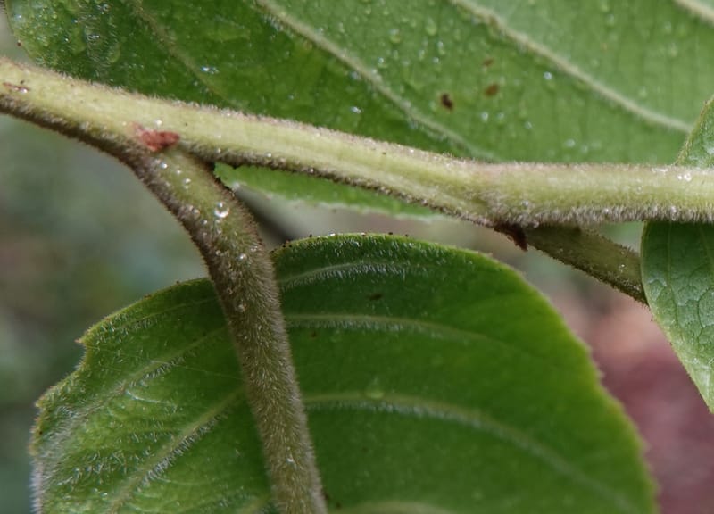 Horsfieldia prainii, D. Boufford 44155--China. Yunnan. Bam Po village. 5 May 2018. DSC02406 (102).JPG