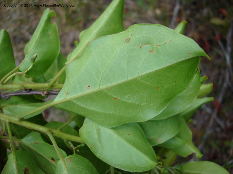 Agatea rufotomentosa,  Munzinger, 4707--New Caledonia, Prov N, Mt. Mandjelia,  13 Nov 2007  062 (4).jpg