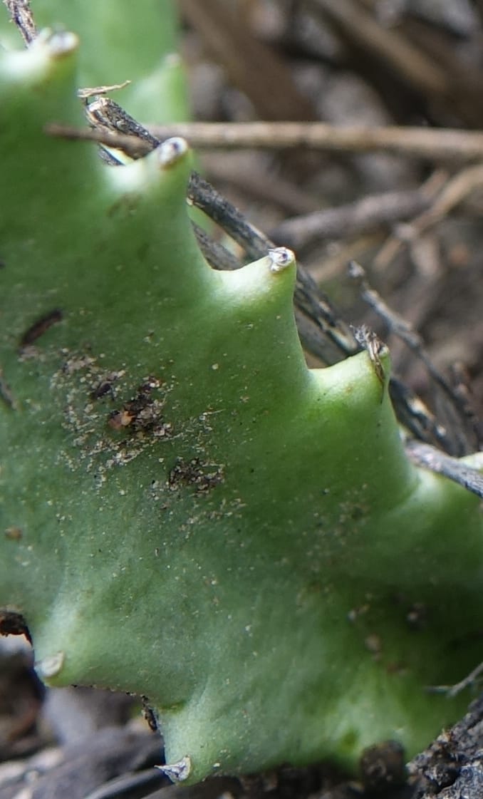 Stapelia schinzii, not. coll.--Namibia. Hwy D2859. Odom 418. 30 March 2018. DSC04324 (242).JPG