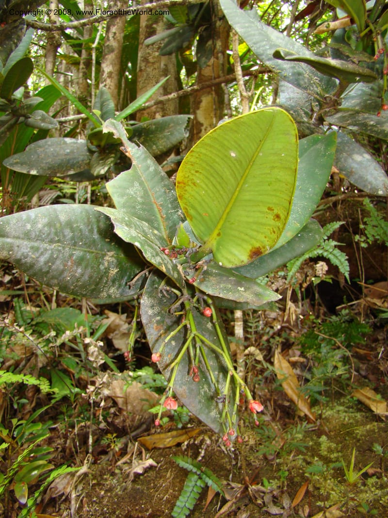 Garcinia amplexicaulis, JMunzinger4901--New Caledonia. Parc Prov. Riviere Bleue. 22 Nov 07. 086.jpg