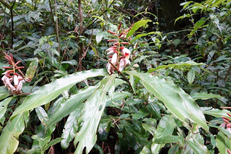 Alpinia blepharocalyx, D. Boufford 44112--China. Yunnan. Lao jun Shan. 30 Apr 2018. DSC00424 (192).JPG