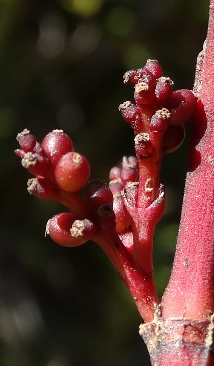 Ascarina rubricaulis, Lowry, P 7372--New Caledonia. Mont Dzumac. 12 Nov 2015. DSC01563 (34).JPG