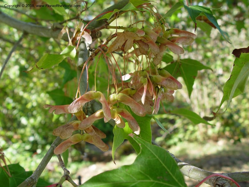 Acer fulvescens v. pentalobum--CA. Sonoma Co. Quarryhill Botanical Garden. 24 Oct 03. 007.jpg