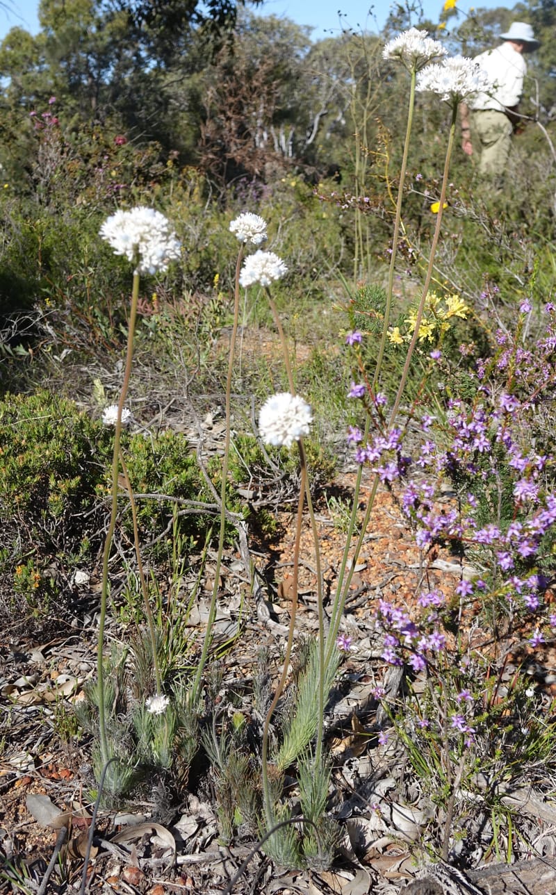 Isopogon dubius, C. Davidson 13384--Australia. W.A. Flora Rd. 22 Oct 2016. DSC03739 (193).JPG