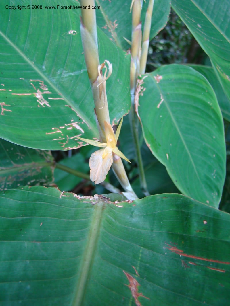 Ischnosiphon inflatus, RAguilar11183--Costa Rica. Puntar. Osa. Los Mogos. 17 Apr 08. 313.jpg