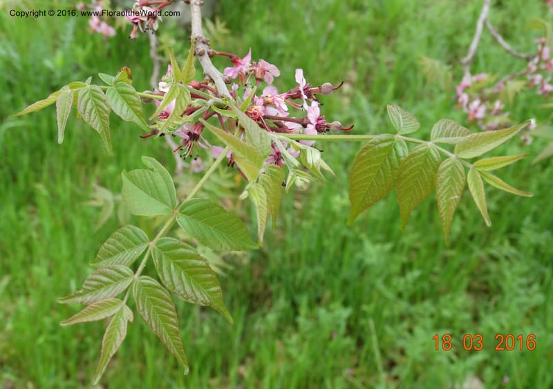 Ungnadia speciosa, Davidson, C 13072--USA Austin TX KcKinney 18 Mar 2016 6896 (26).JPG