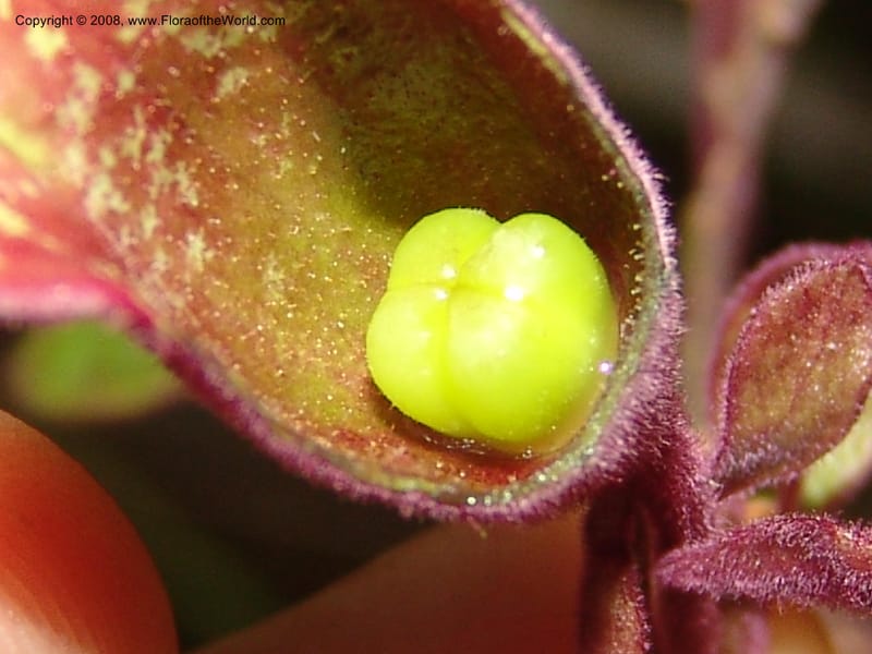 Clerodendrum, ZRogers1203--Madag. Anjozorobe, Aire Protegee, E Antsahabe. 17 Nov 06. 317.jpg