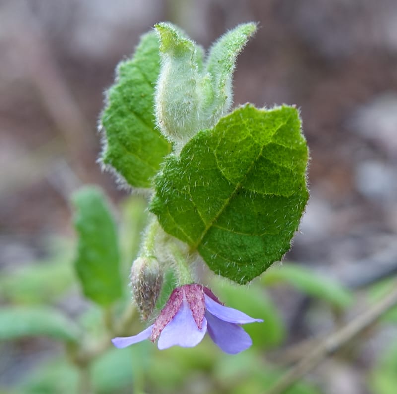 Tremandra stelligera, Davidson, C 13511--Australia. W.A. Valley of the Giants Rd. 29 Oct 2016. DSC06689 (108).JPG