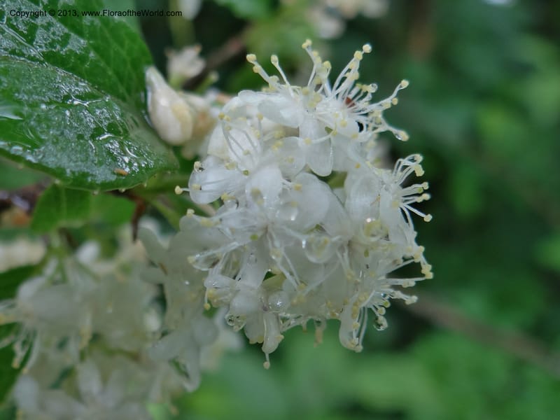 Symplocos paniculata, Davidson, C 11994--China. Zhejiang Prov. Tian Mu Shan. 2 Jun 2012. DSC01554 (164).JPG