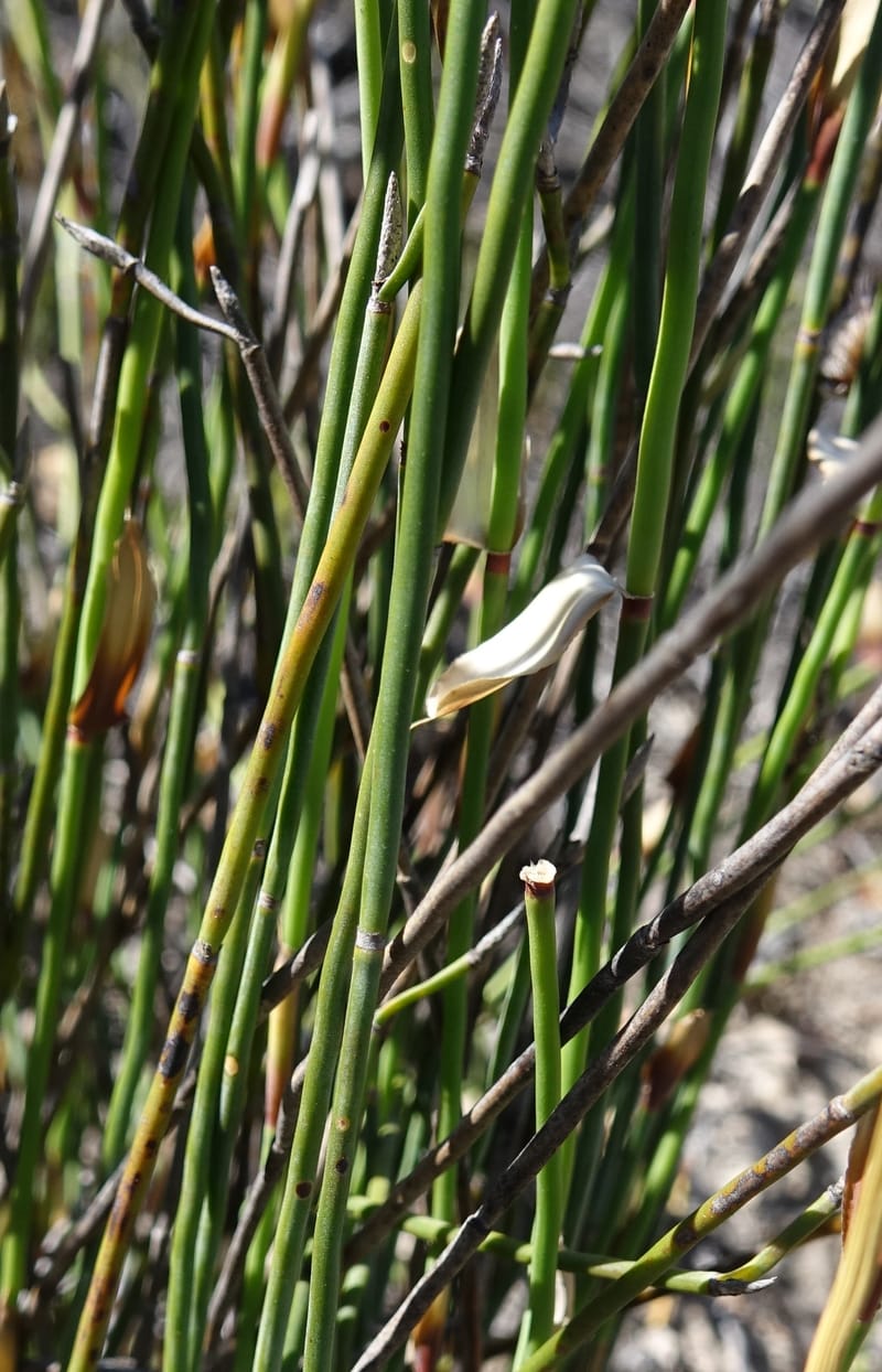 Lepidobolus chaetocephalus, Davidson, C 13414--Australia. Kingia locality. 23 Oct 2016. DSC04566 (184).JPG
