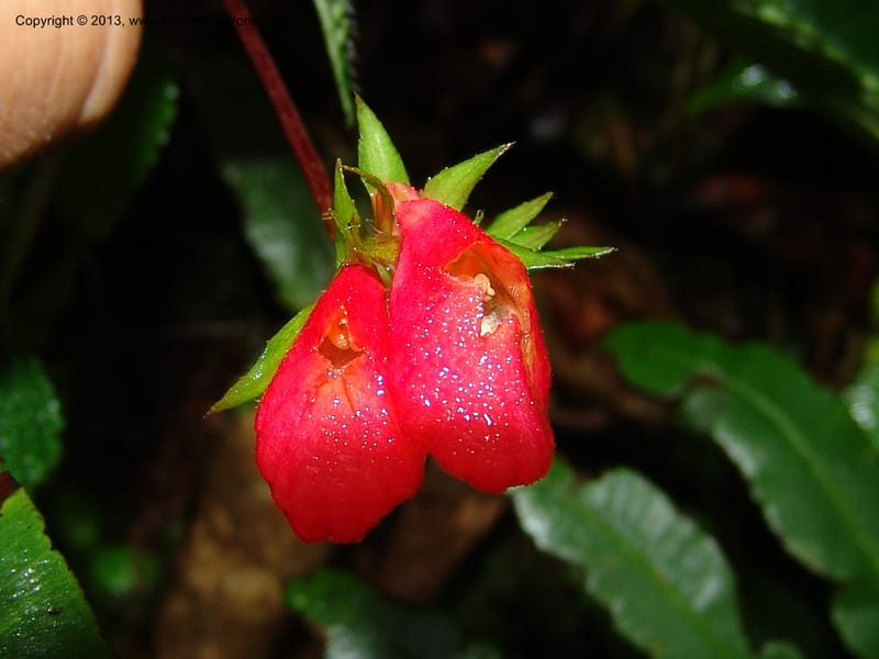 Gasteranthus, Croat 95692--Ecuador. Maquipucuna Biol. Res. Send. Princip. 11 Mar 06. 011 (8).jpg