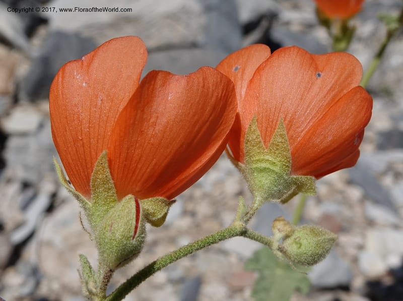 Sphaeralcea ambigua var. rugosa, Davidson, C 13113--California. Inyo Co. N. Death Valley Rd. Stop 1. 18 Apr 2016.  (28).JPG