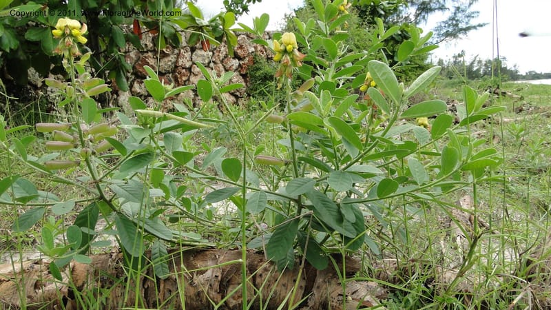 Crotalaria, R. Gereau 7170--Tanzania. Beach near Bagamoyo Country Club. 8 May 2010. 209 (98).jpg