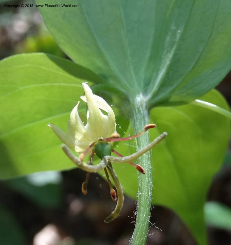 Mediola virginiana, Davidson, C 12947--North Carolina. Trans. Co. W Cradle of For. 11 May 2015. DSC03837 (51).JPG