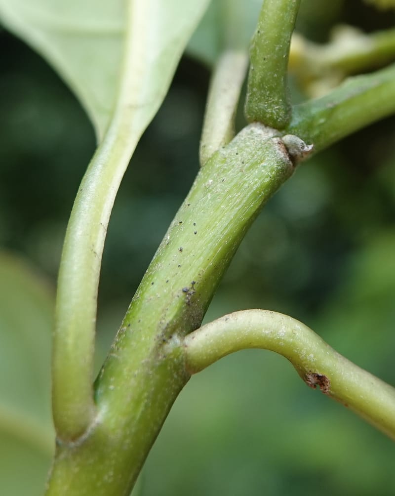 Mastixia pentandra, D. Boufford 44162--China. Yunnan. Bu Long Shan. 6 May 2018. DSC02824 (23).JPG