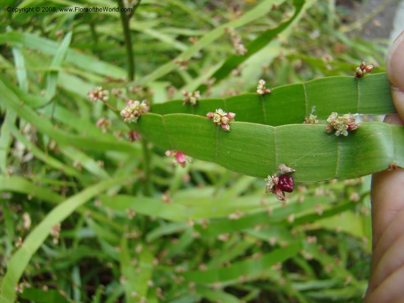 Homalocladium platycladium--Australia. Royal Botanic Garden, Melbourne. 19-20 Mch 08. 310.jpg