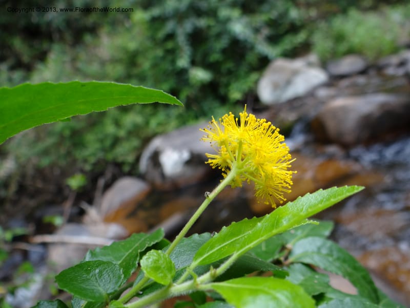 Azara, WDS 34074--Chile. Reserva Nac. Los Queules. 15 Feb 2013. DSC01158 (61).JPG