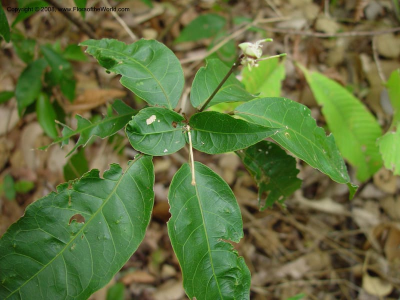 Capparis frondosa--Costa Rica, Palo Verde Biol. Sta. 1 Apr 03. 190.jpg