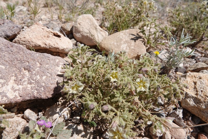 Chamaesaracha sordida, C. Davidson 13996--AZ. Cochise Co. Geronimo Trail Rd. 10 Apr 2019. DSC07357 (43).JPG