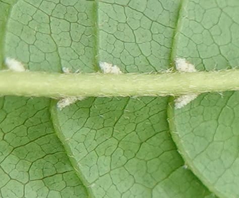 Acer davidii, D. Boufford 44097--China. Yunnan. Ci Wu Duan Rd. Stop 2. 29 Apr 2018. DSC00344 (122).JPG