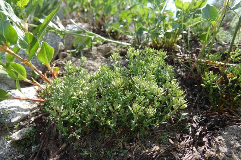 Noccaea fendleri subsp. idahoense, C. Davidson 13715--ID. Boise Co. Scott Mtn. L.O. rd. 15 July 2017. DSC03279 (157).JPG