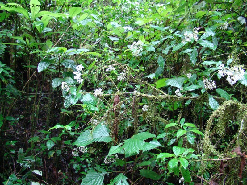 Psychotria, Gereau, R 7011--Tanz. Mbeya Rural Distr. Ngozi Crater. 26 Jan 08. 028 (7).jpg