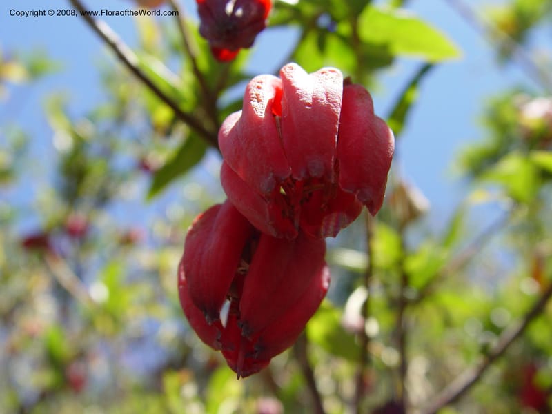Crinodendron hookerianum, 93.0219CA. UC Berkeley Bot. Gard. 4 Jul 03. 082.jpg
