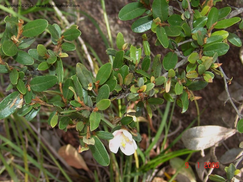 Sarcolaena sp. unk., Not  collected-Madagascar. 9 Jan 2006 052 (3).jpg